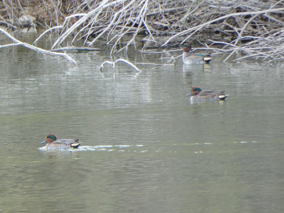 Green-winged Teal - ML610537989