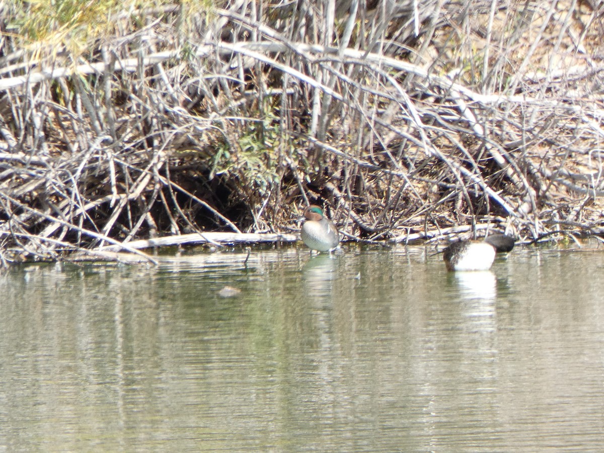 Green-winged Teal - ML610537990