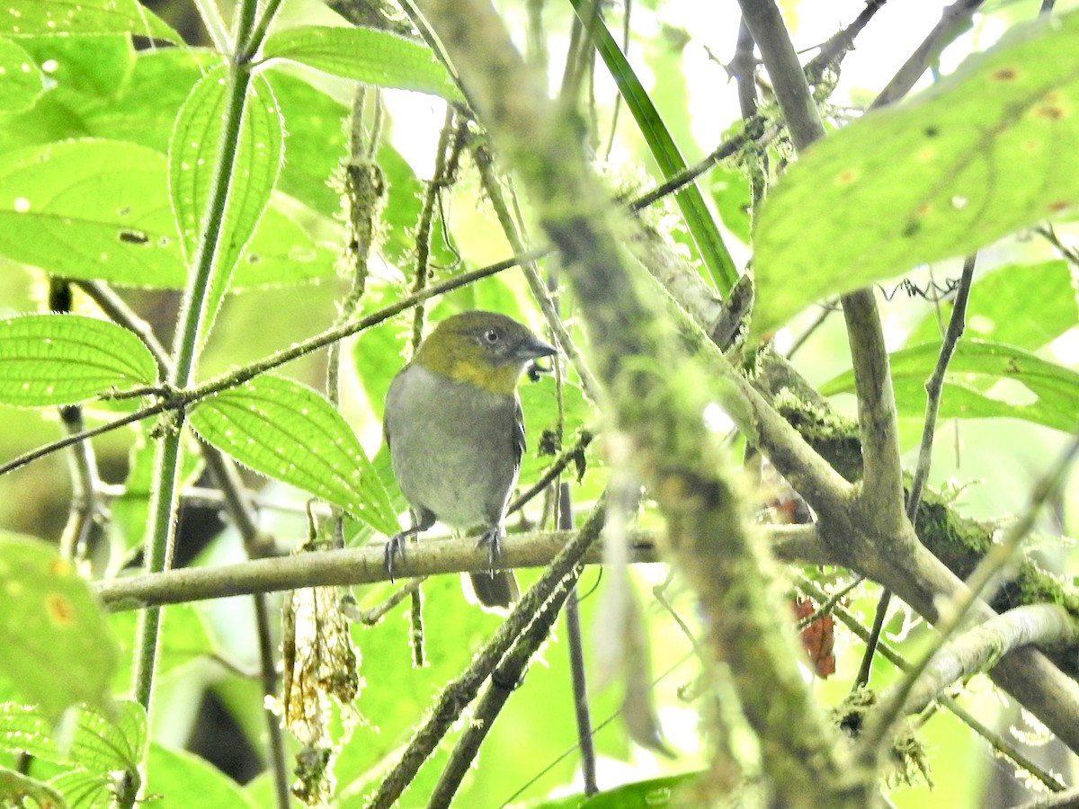 Yellow-throated Chlorospingus (Yellow-throated) - Michael Young