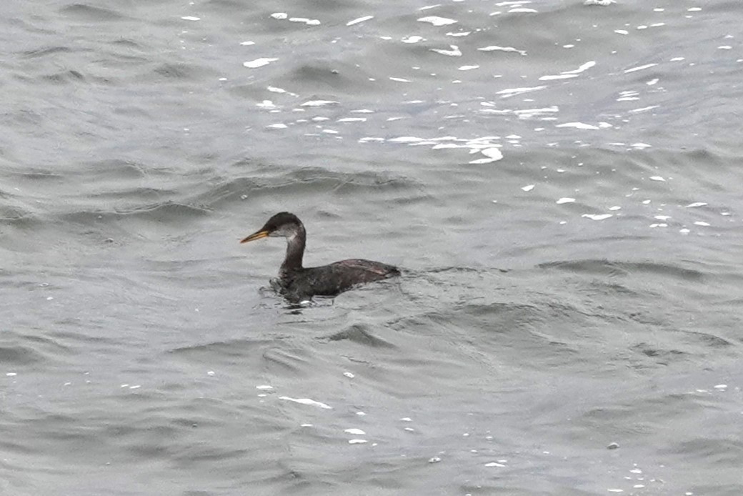 Red-necked Grebe - ML610538123
