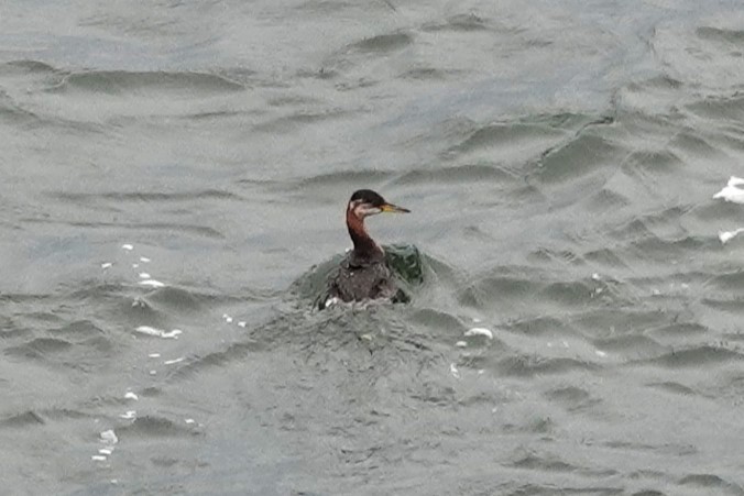 Red-necked Grebe - ML610538126