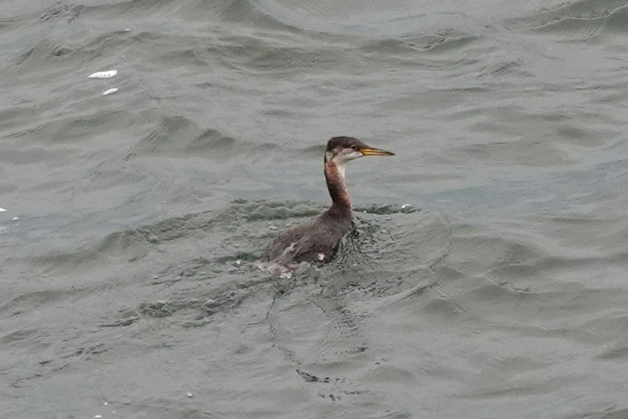 Red-necked Grebe - ML610538131