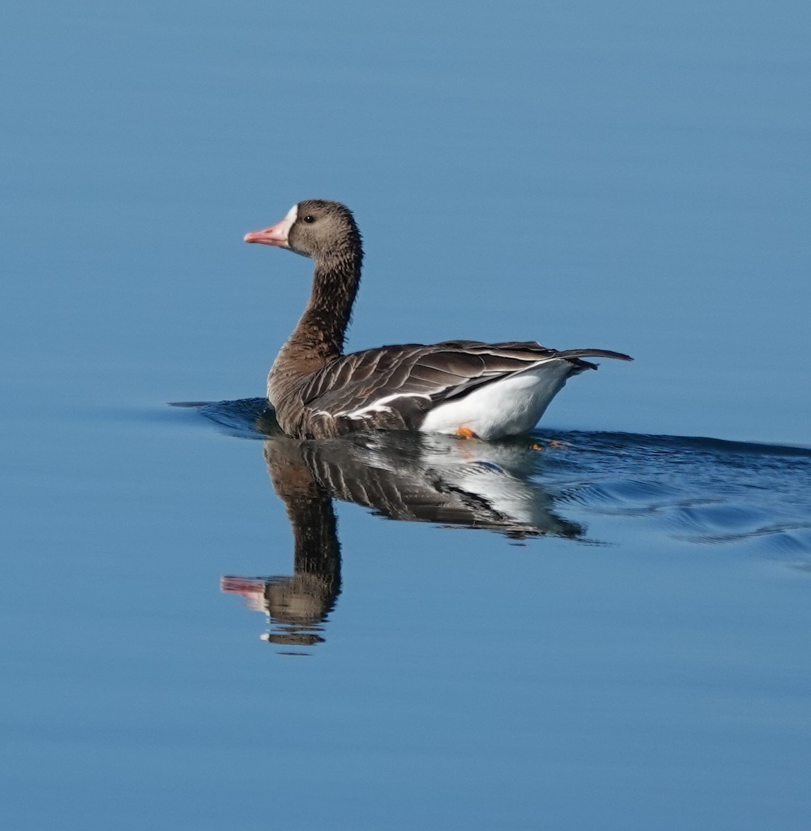 Greater White-fronted Goose - ML610538313