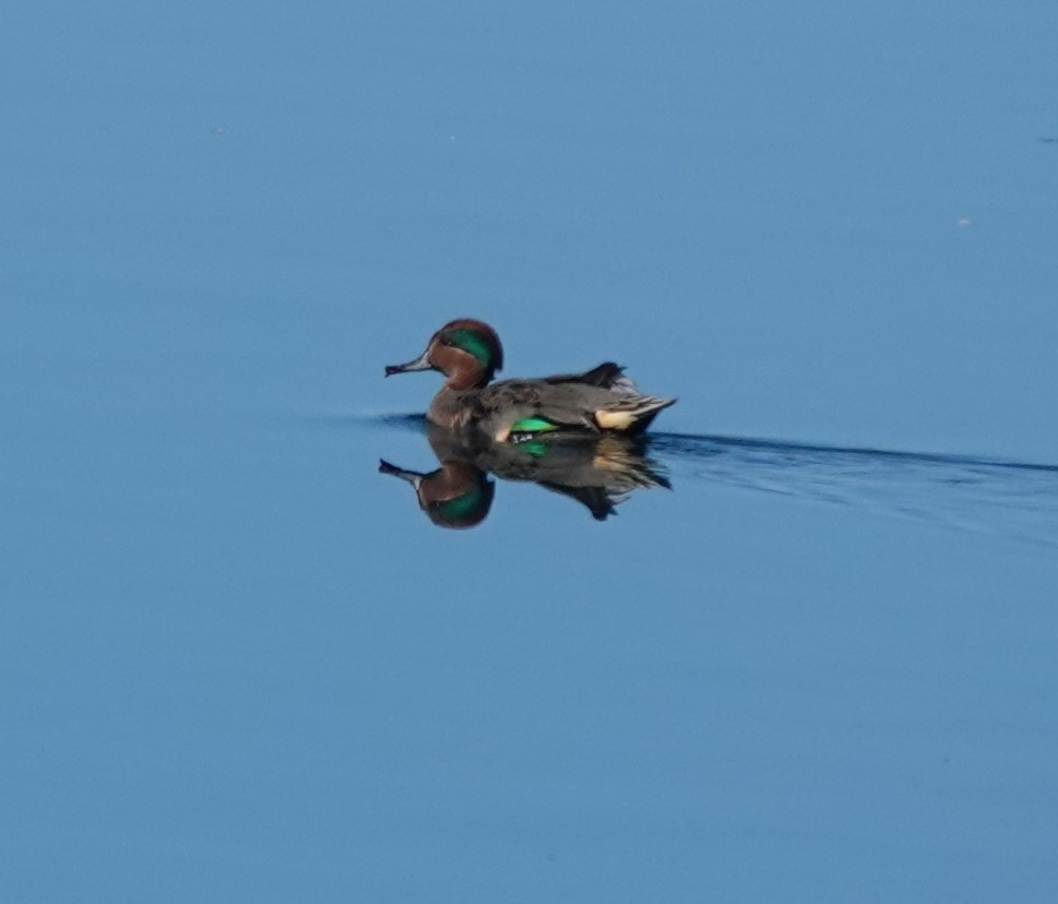 Green-winged Teal - ML610538337