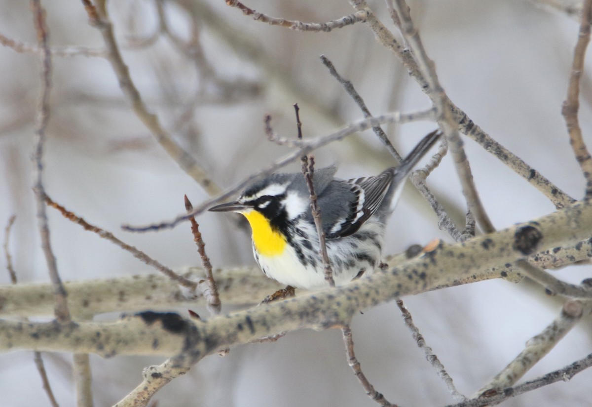 Yellow-throated Warbler - ML610538775