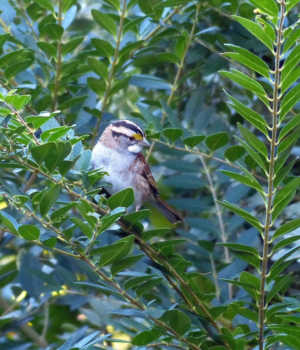 White-throated Sparrow - ML610539041