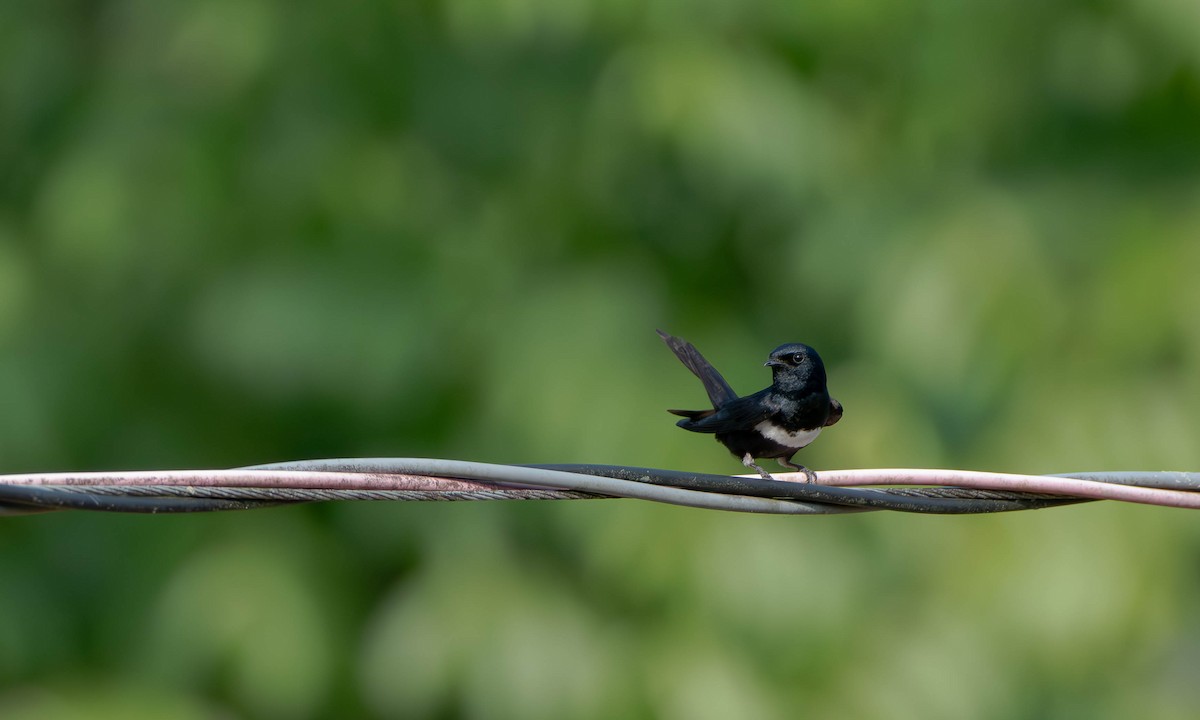 White-banded Swallow - ML610539459