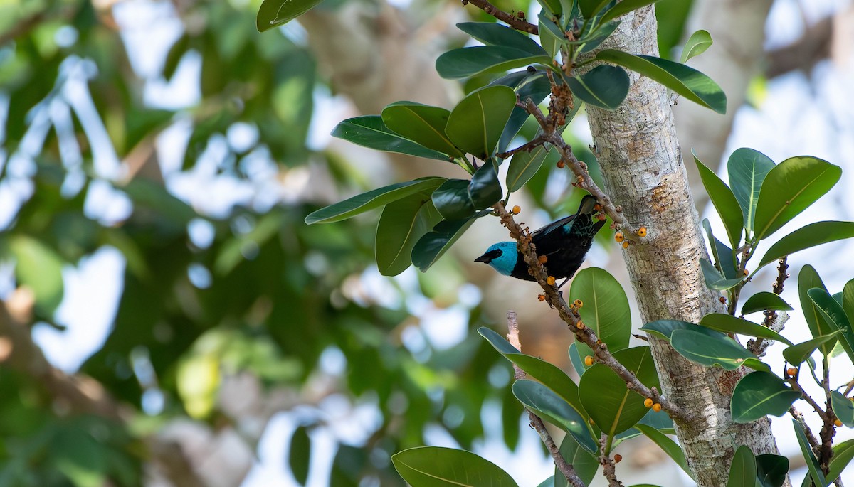 Blue-necked Tanager - ML610539463