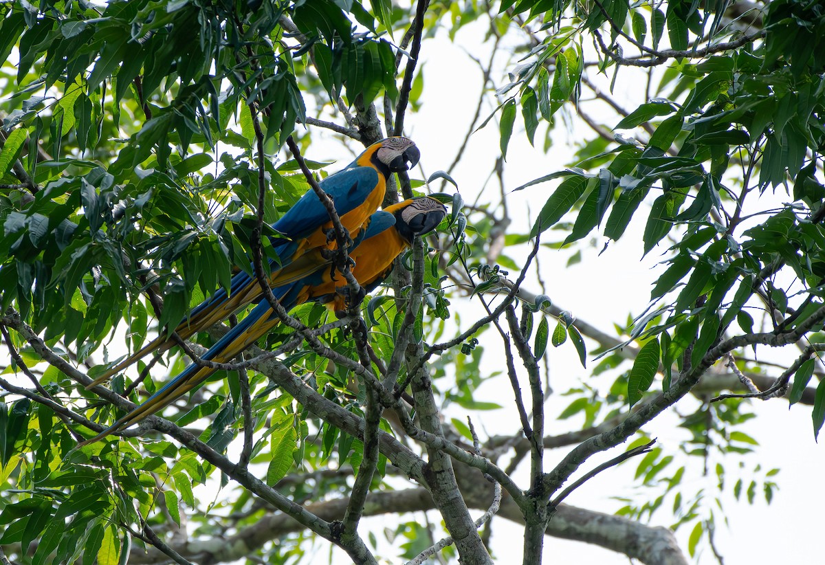 Blue-and-yellow Macaw - ML610539937