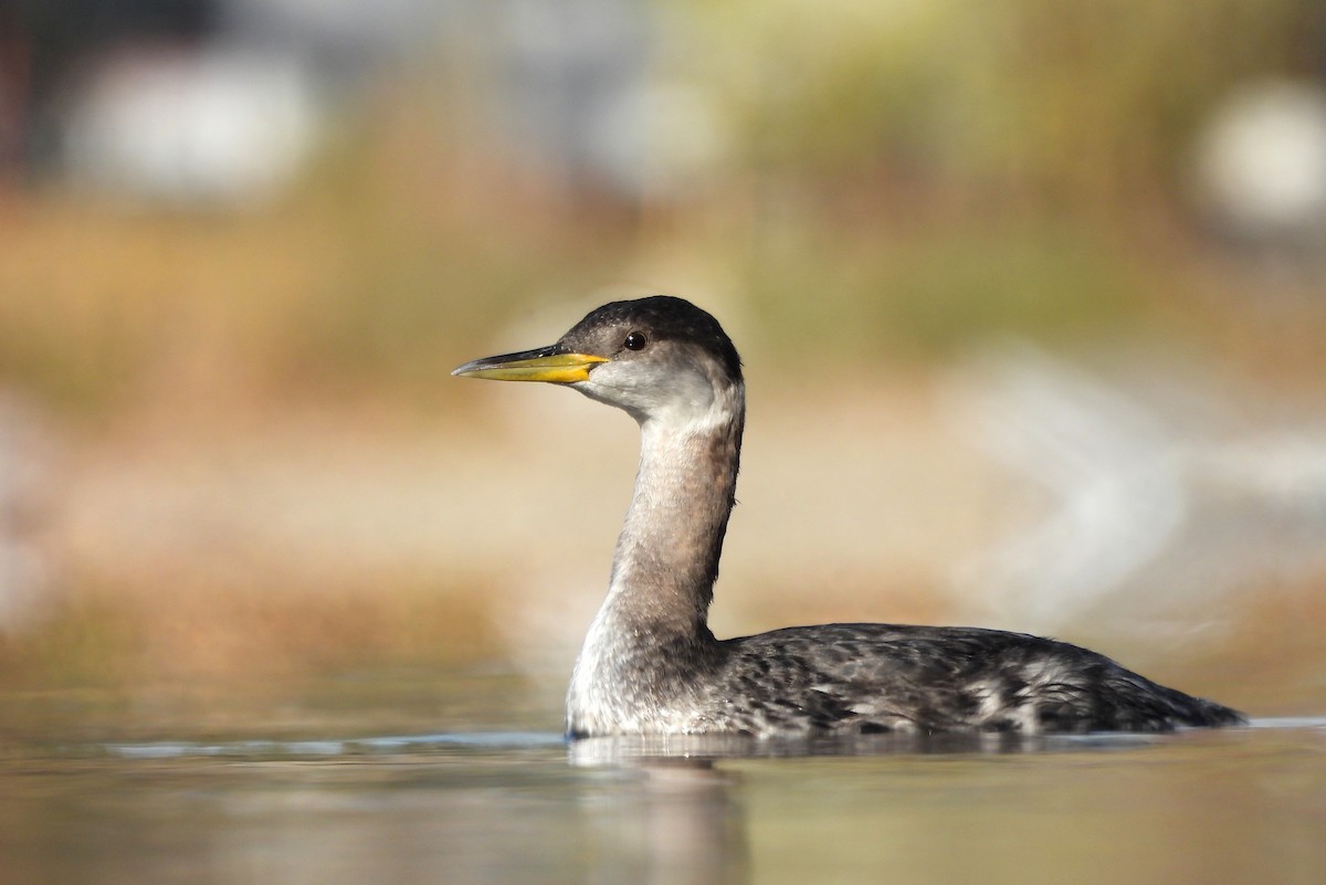 Red-necked Grebe - ML610540035