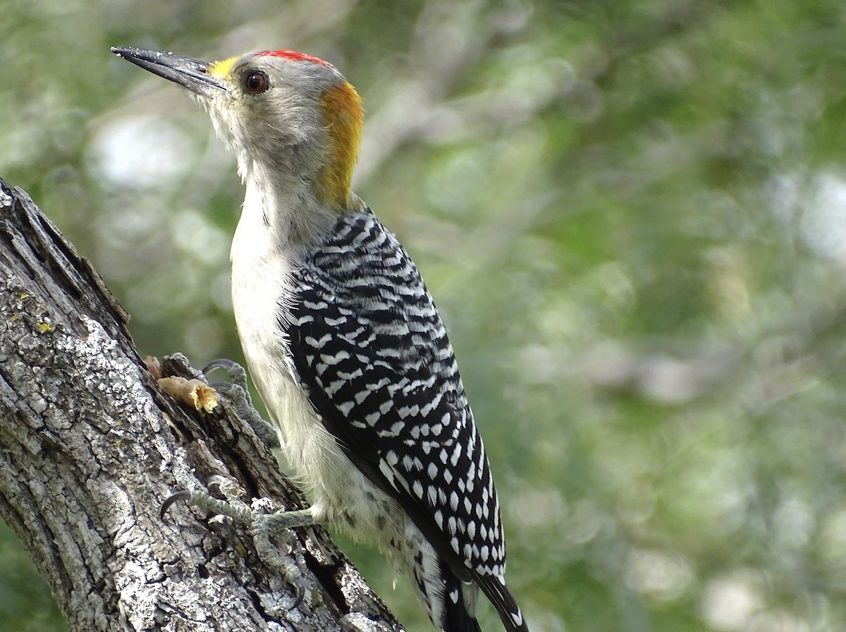 Golden-fronted Woodpecker - ML610540151