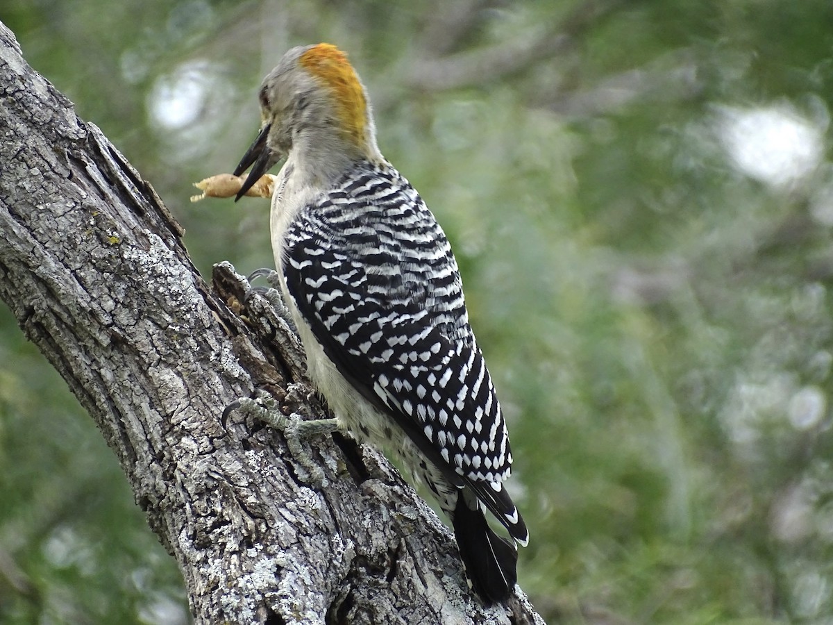 Golden-fronted Woodpecker - ML610540169