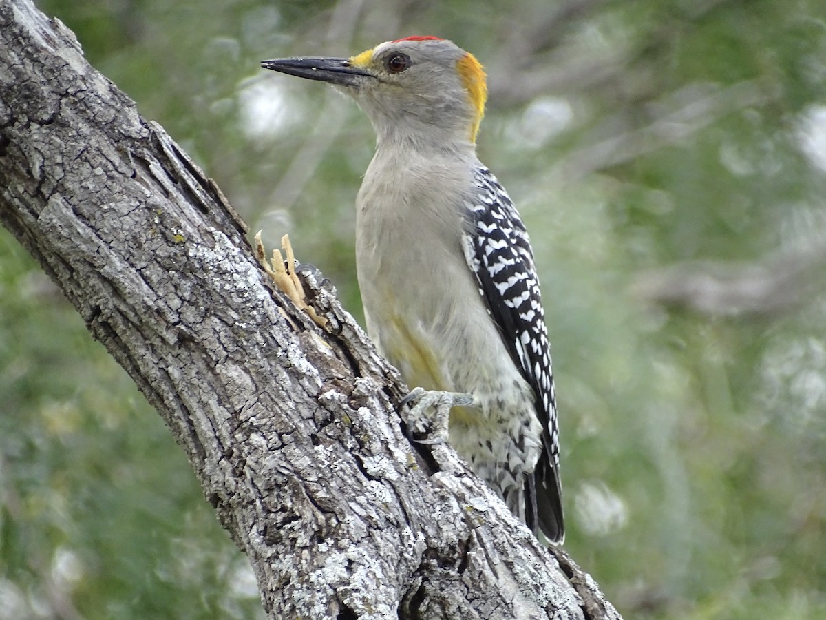 Golden-fronted Woodpecker - ML610540185