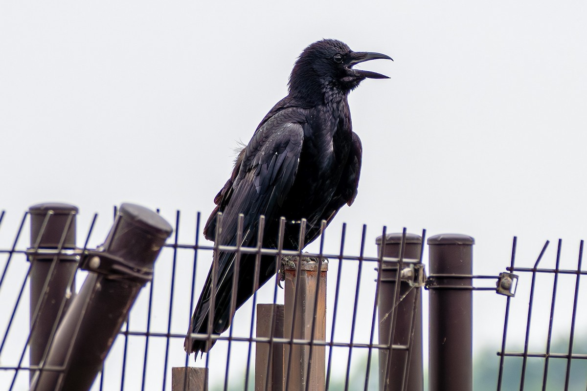 Large-billed Crow - ML610540228