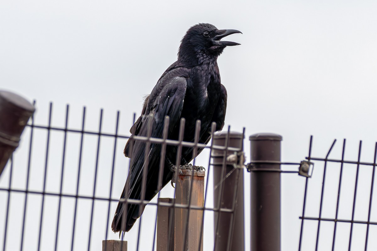 Large-billed Crow - ML610540229