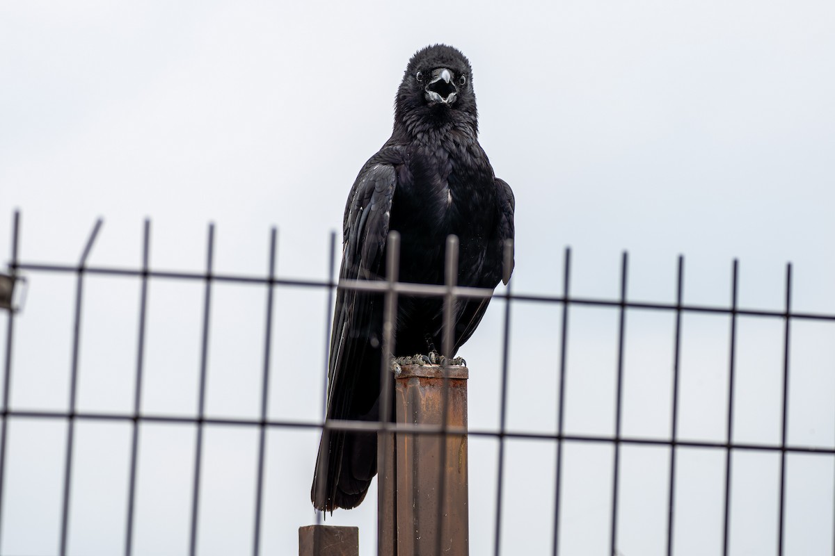 Large-billed Crow - ML610540230