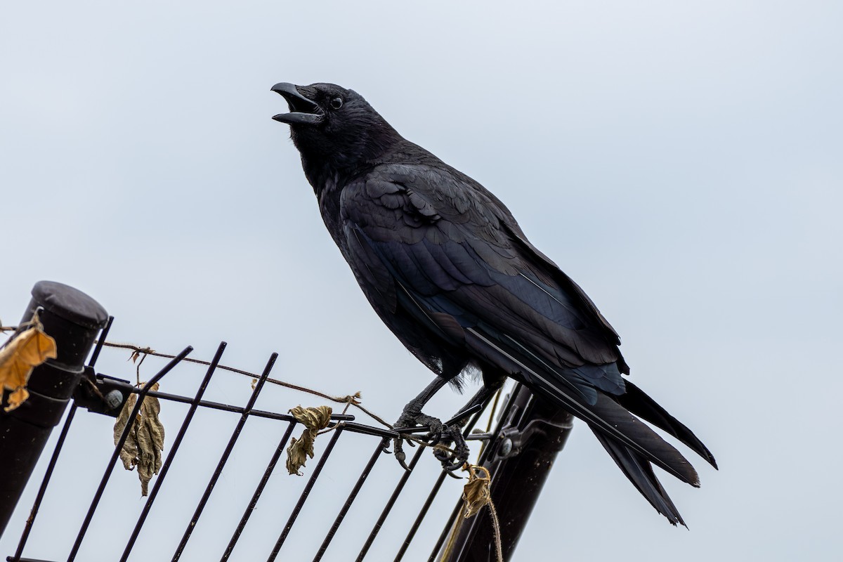 Large-billed Crow - ML610540231