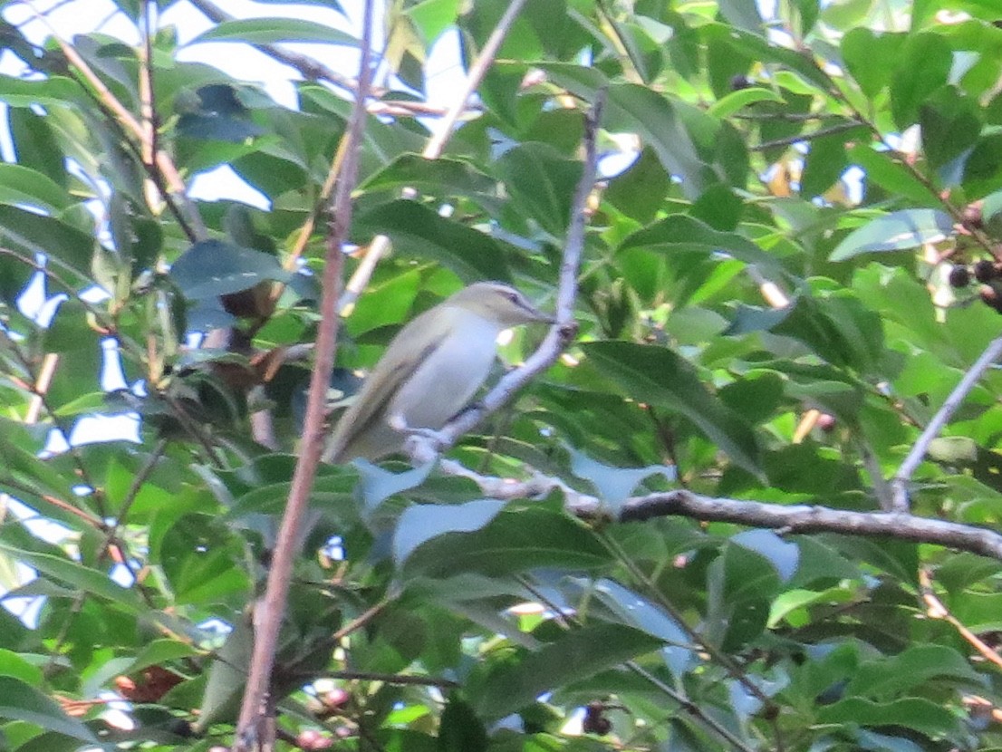 Red-eyed Vireo - Anne Thompson