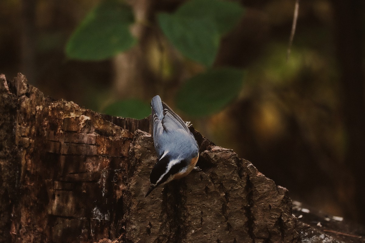 Red-breasted Nuthatch - ML610540364