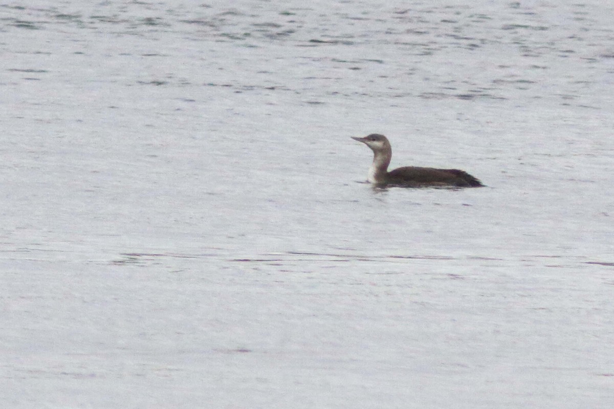 Red-throated Loon - ML610540410
