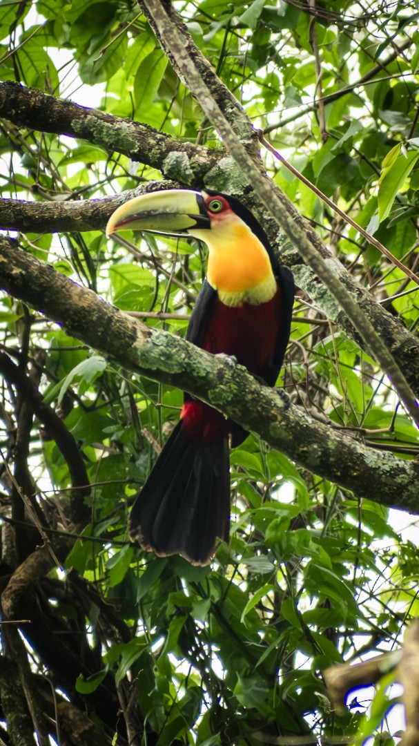 Red-breasted Toucan - ML610540868