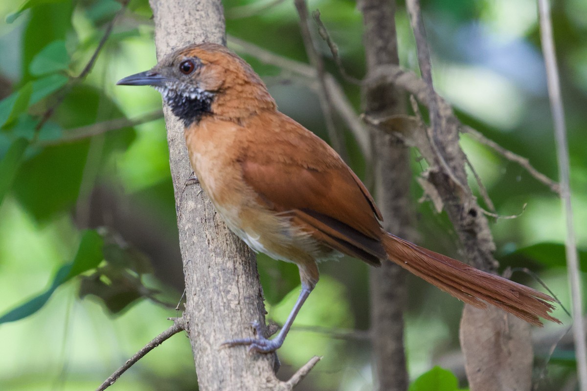 Hoary-throated Spinetail - ML610540953