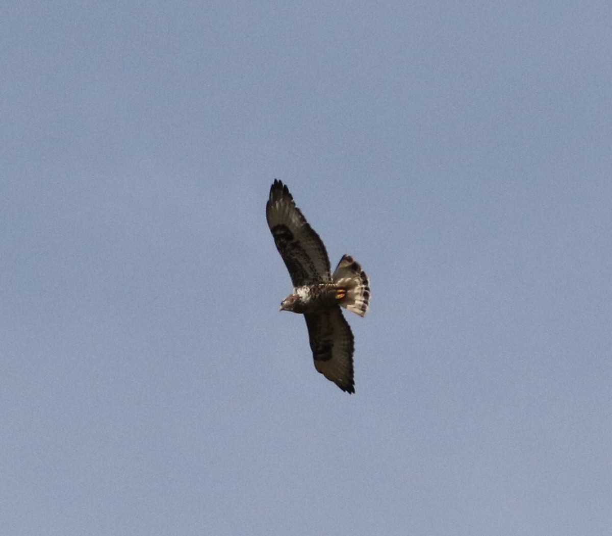 Red-tailed Hawk - ML610540991