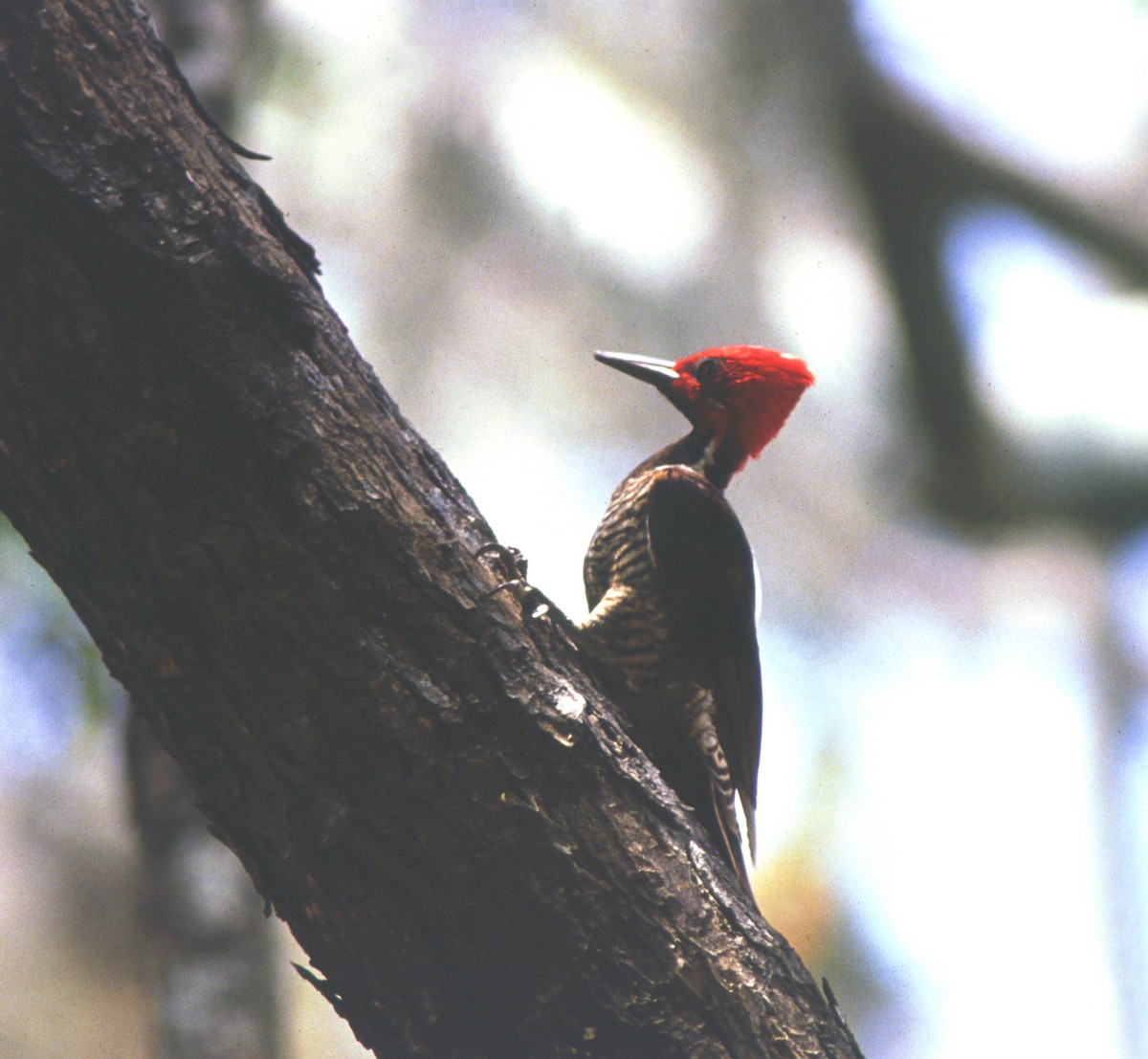 Guayaquil Woodpecker - ML610541093