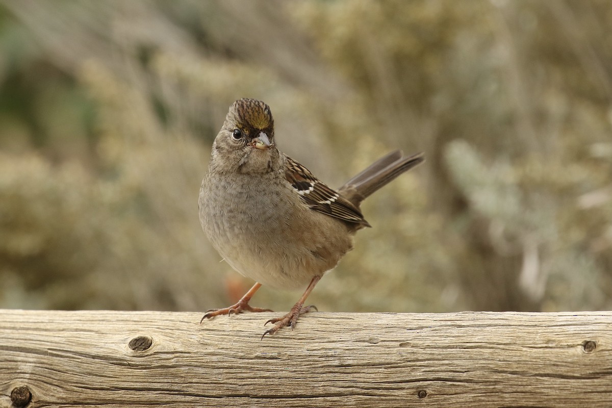 Golden-crowned Sparrow - ML610541679
