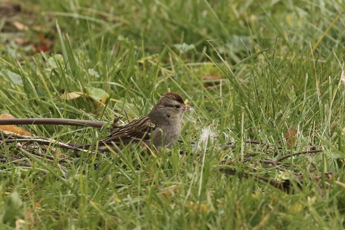 White-crowned Sparrow - ML610541691