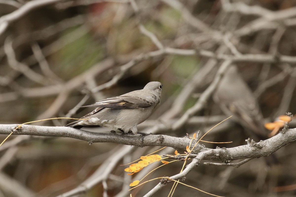 Townsend's Solitaire - ML610541696