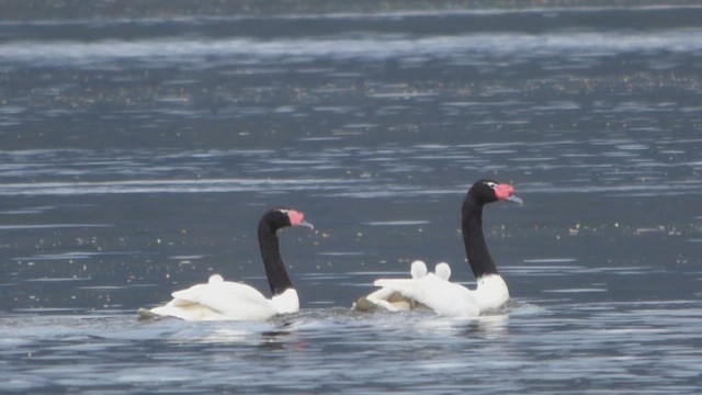 Black-necked Swan - ML610541758