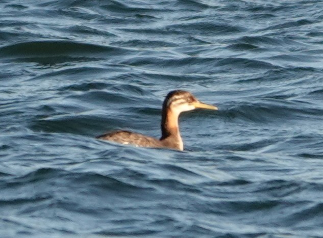 Red-necked Grebe - ML610541762