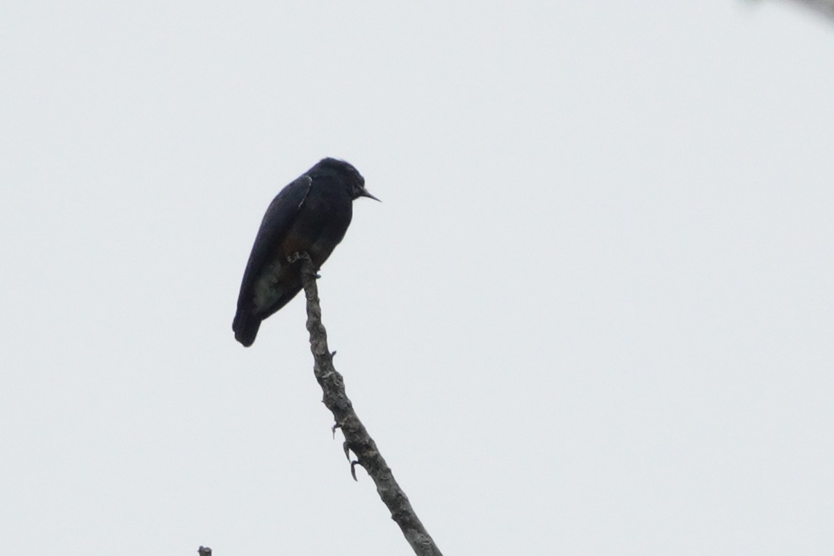 Swallow-winged Puffbird - ML610542309