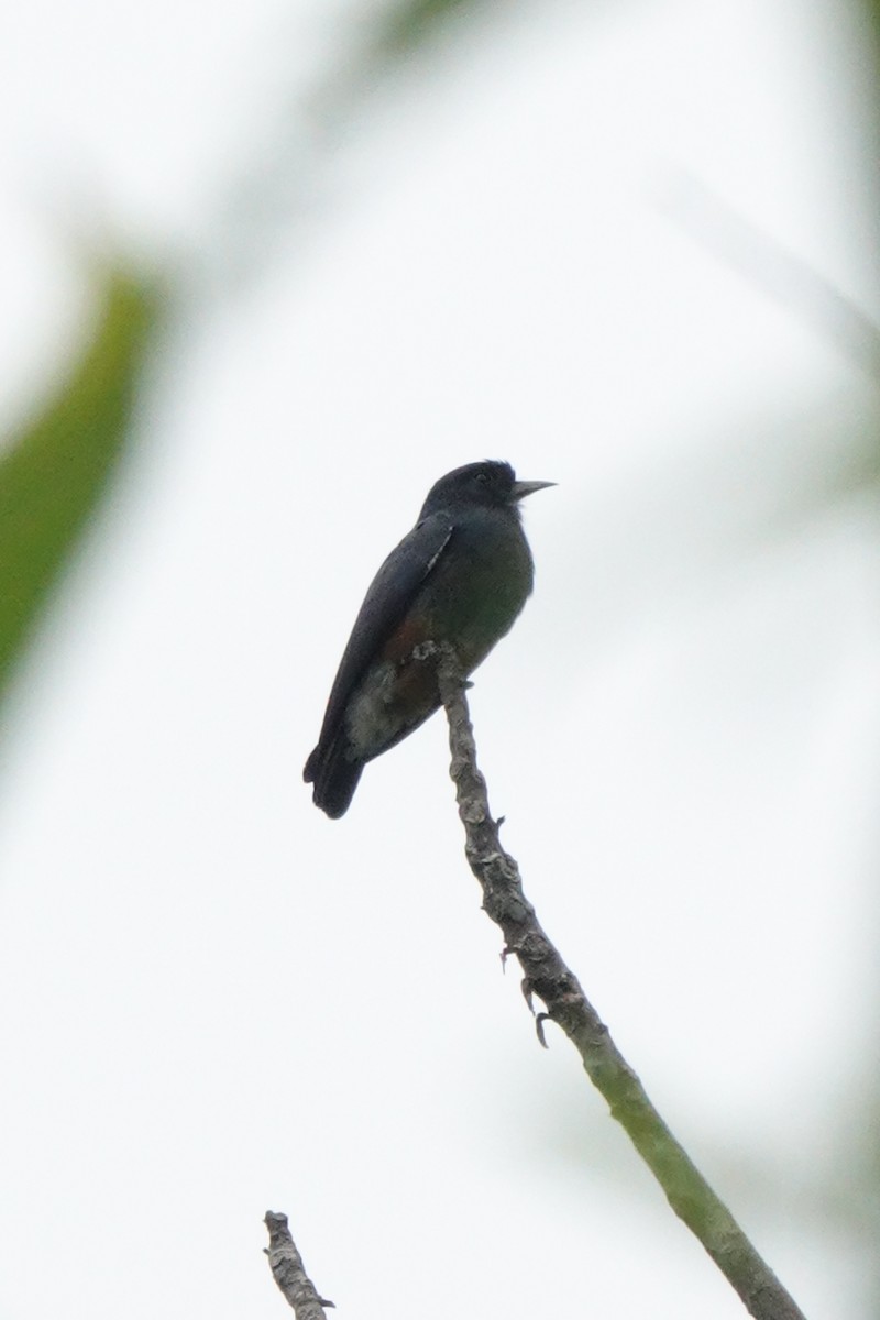 Swallow-winged Puffbird - ML610542310