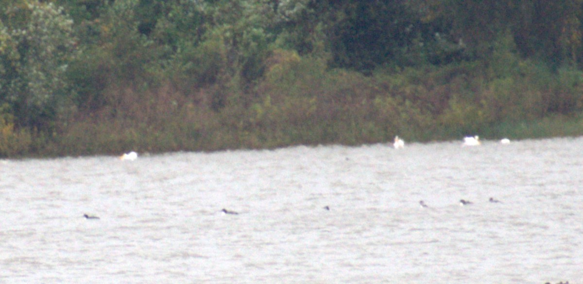 eBird Checklist 29 Oct 2023 Frog Bayou WMA 9 species (+2 other taxa)