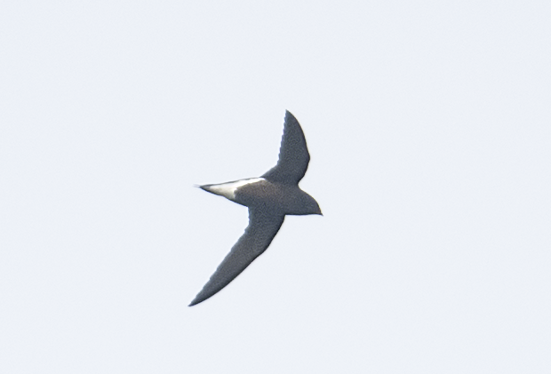Brown-backed Needletail - ML610542621