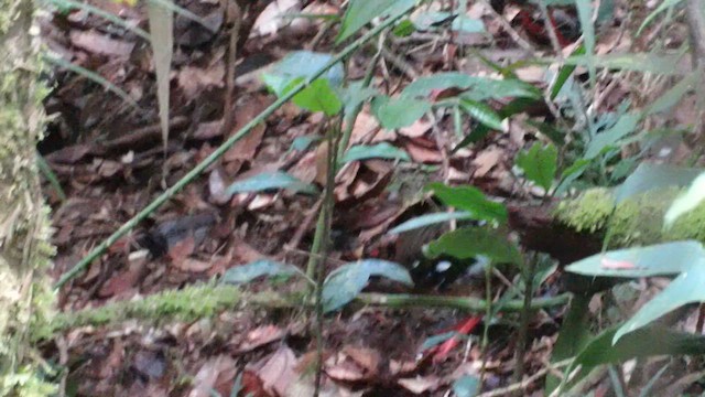 Arborófila de Borneo - ML610542674