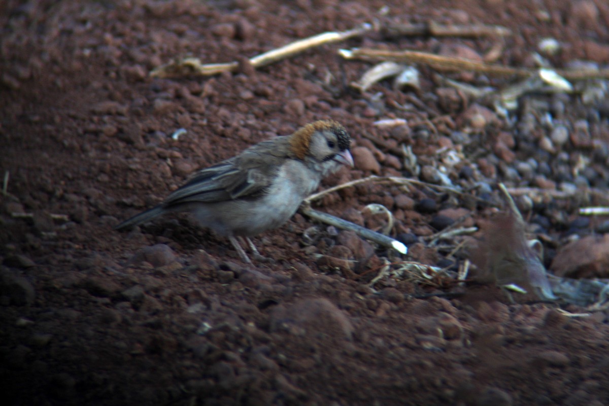 Speckle-fronted Weaver - ML610542702