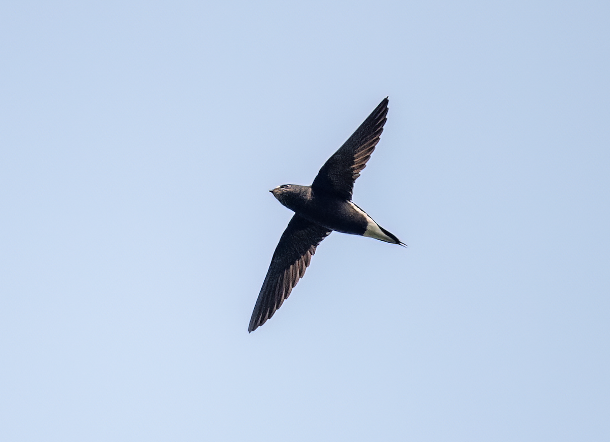 Brown-backed Needletail - Parmil Kumar