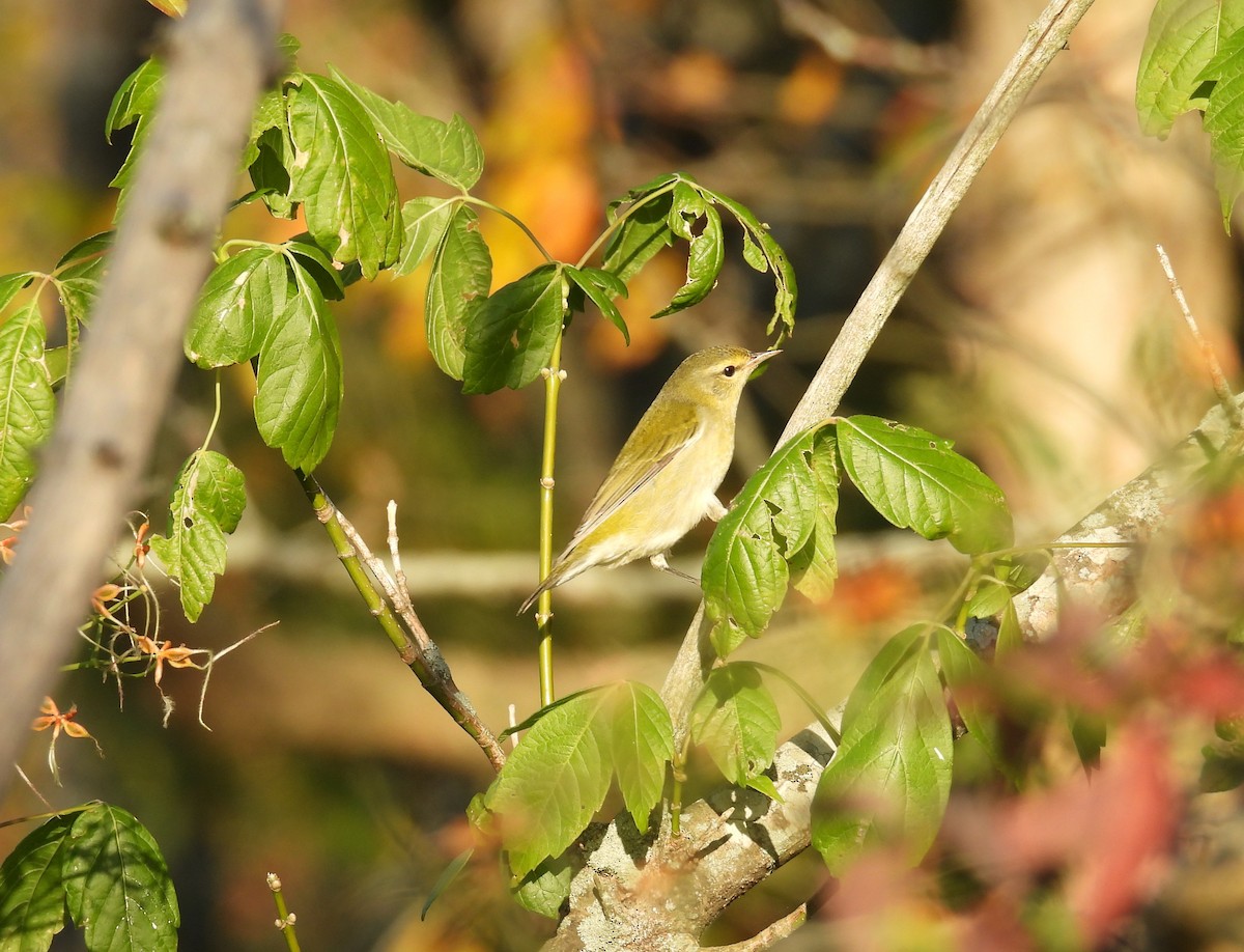 Tennessee Warbler - Brian  S