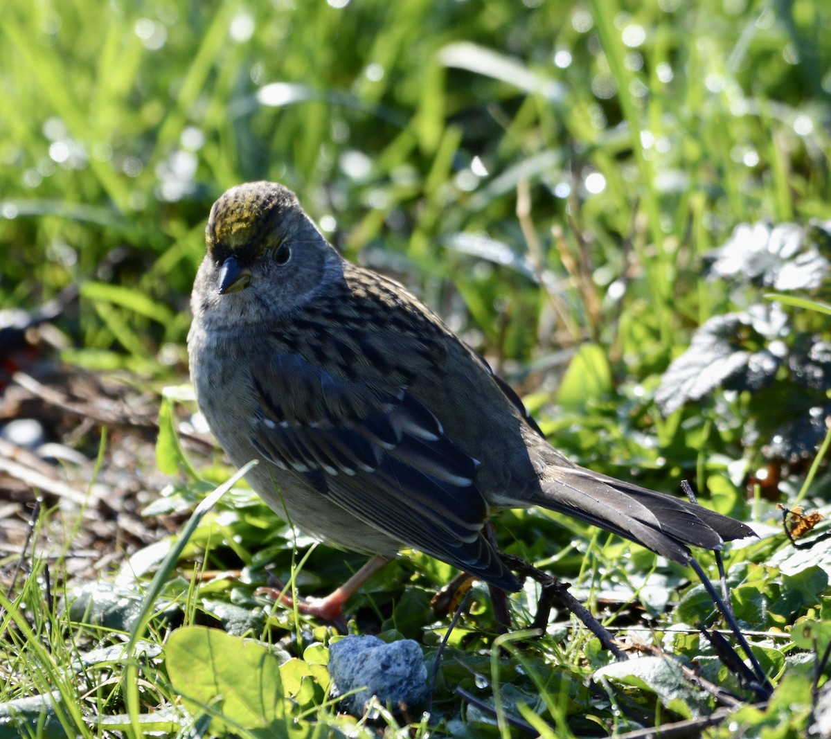 Golden-crowned Sparrow - ML610543059