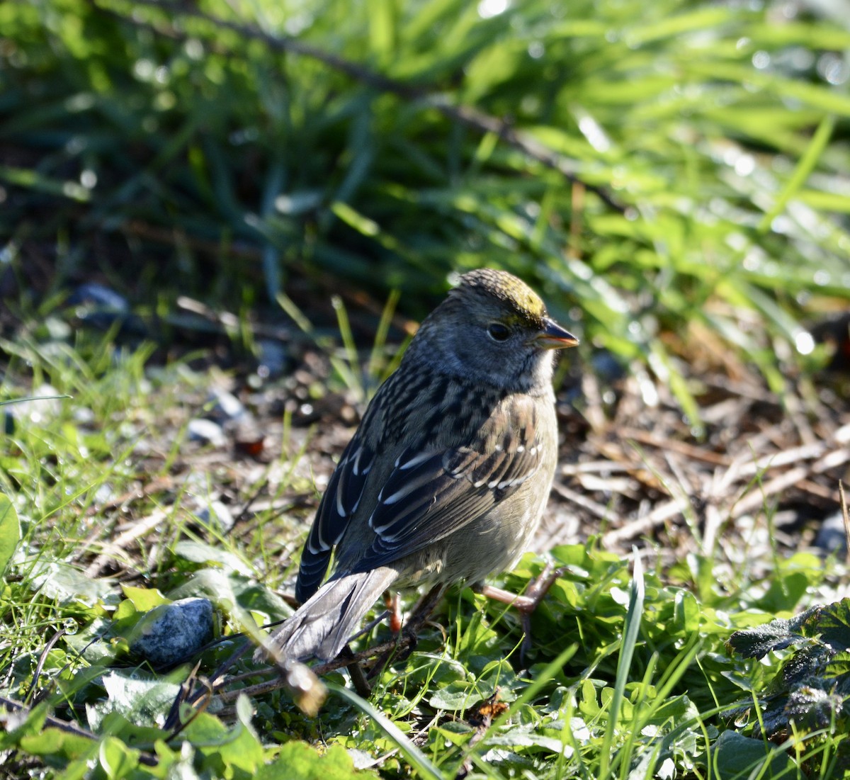 Golden-crowned Sparrow - ML610543060