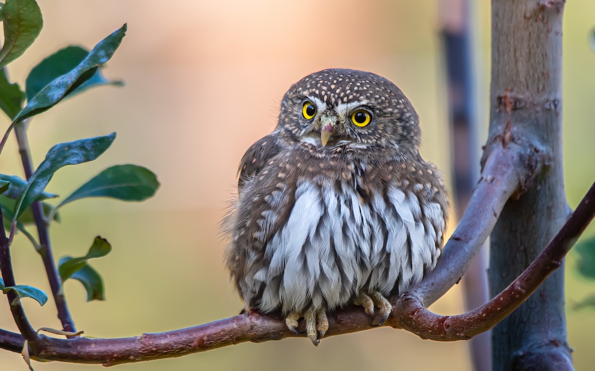 Northern Pygmy-Owl - ML610543132