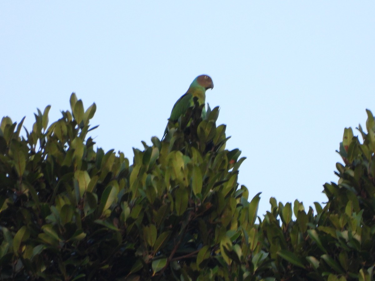 Red-cheeked Parrot - ML610543231