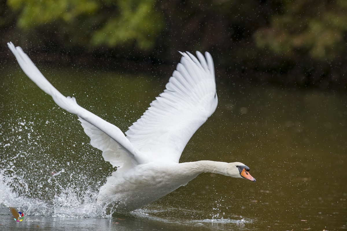 Mute Swan - fernando Burgalin Sequeria