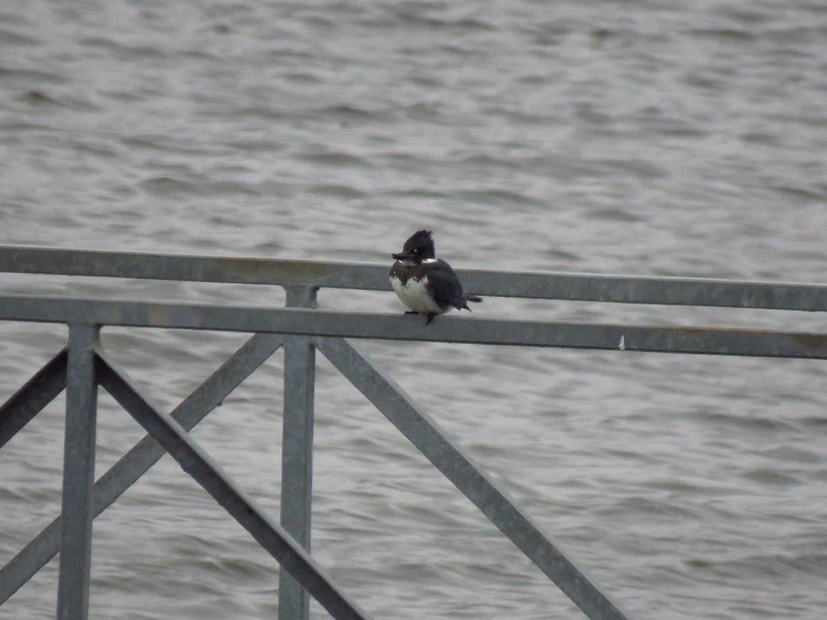 Belted Kingfisher - ML610543533