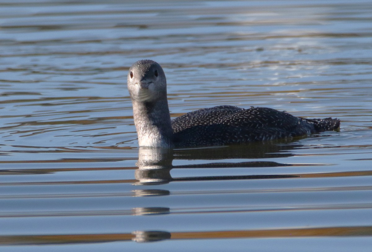 Red-throated Loon - ML610543570