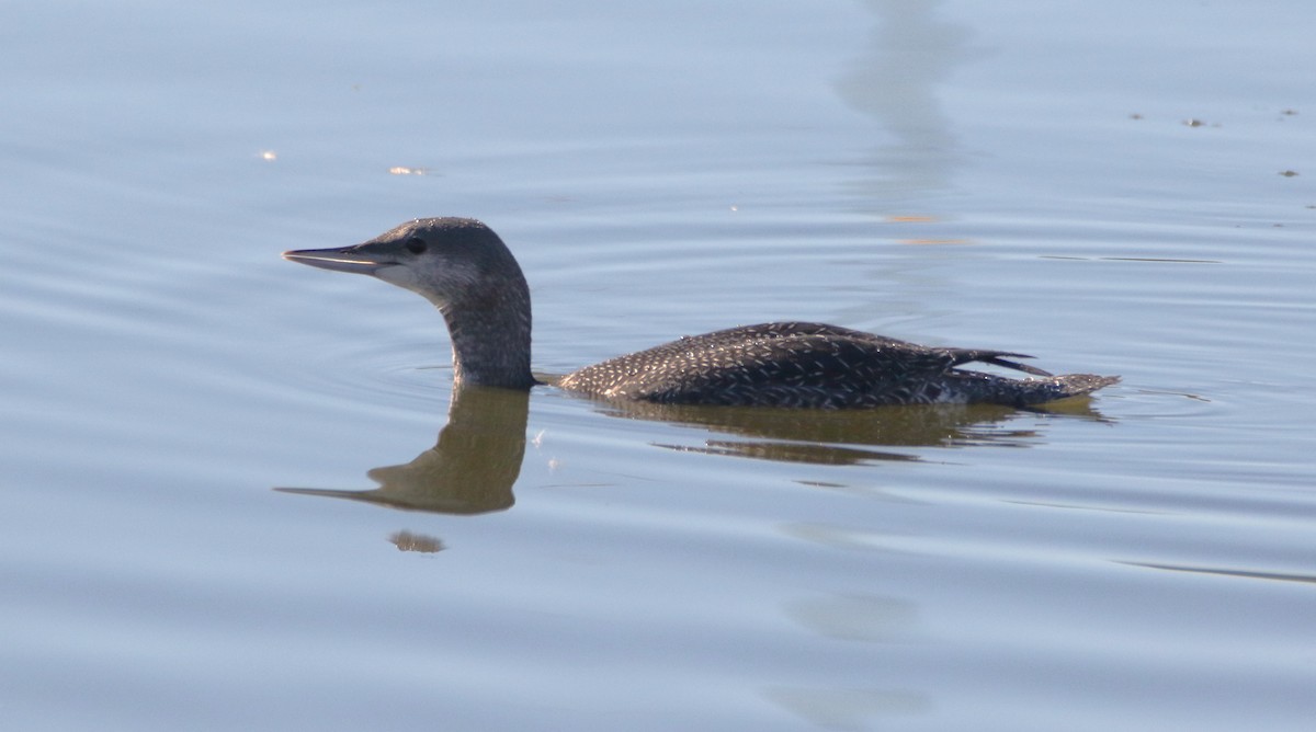 Red-throated Loon - ML610543571