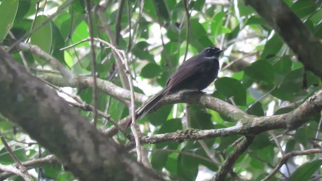 White-throated Fantail - ML610543607